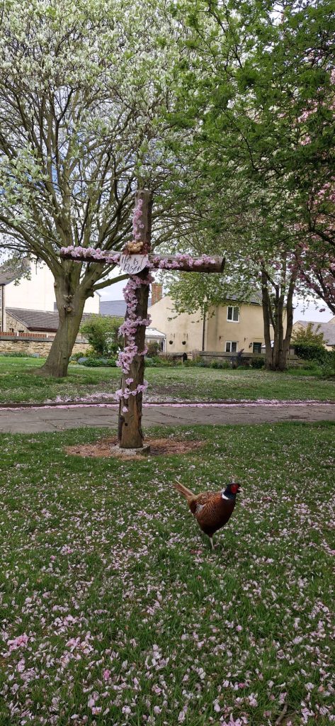 A wooden cross covered with cherry blossoms and a sign in the centre that reads He is Risen. In the foreground is a male pheasant.